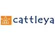 Cattleya